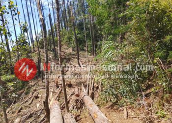 Diduga Libatkan Oknum BPD, Penebangan Pohon Pinus di Karo Tuai Kecaman