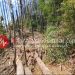 Diduga Libatkan Oknum BPD, Penebangan Pohon Pinus di Karo Tuai Kecaman