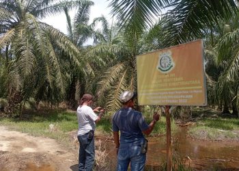 Meski Disita Negara, Kebun Sawit di Kawasan Suaka Margasatwa Karang Gading Masih Dipanen!