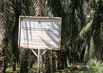 Hutan yang Ditebang, Hukum yang Dilanggar: Wajah Muram KSDA Langkat Timur Laut di Tanjung Pura