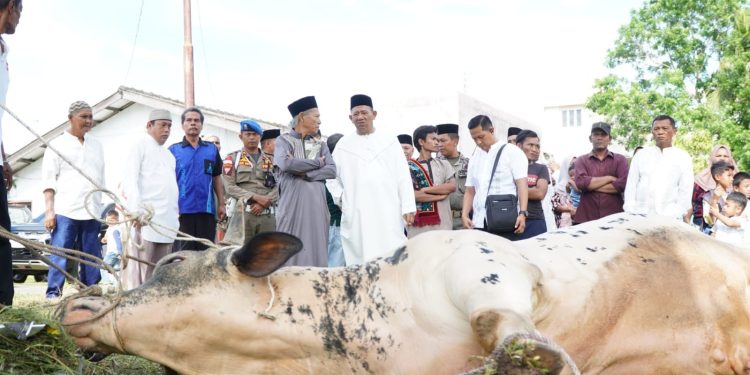 Berbagi Berkah Idul Adha, Bupati Syah Afandin Sumbang 12 Sapi Qurban untuk Warga Langkat