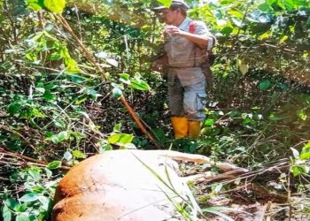 Harimau Sumatera Kembali Serang Ternak di Langkat, 4 Lembu Telah Dimangsa