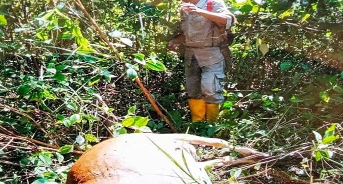 Harimau Sumatera Kembali Serang Ternak di Langkat, 4 Lembu Telah Dimangsa