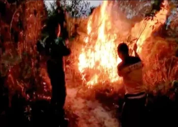 Kebakaran Kembali Landa Hutan di Rohul, Asap Tebal Selimuti Bukit Batu Ropit