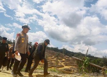 Terungkap Modus Tersangka Babat Hutan Lindung untuk Sawit di Riau
