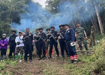 Geger! Ladang Ganja Ribuan Batang Ditemukan di Pegunungan Madina