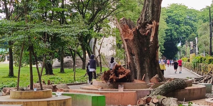 Terkait Kematian Remaja Putri Tertimpa Pohon, DLH Langkat Bisa Dipidana.