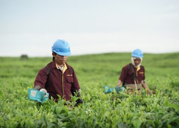 PTPN IV Regional II Pastikan Optimalisasi Kebun Teh 