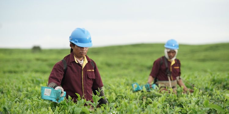 PTPN IV Regional II Pastikan Optimalisasi Kebun Teh 