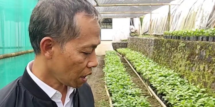 Bibit Kopi Robusta dan Arabica Banyak Dikembangkan Petani Lereng Gunung Slamet Pemalang