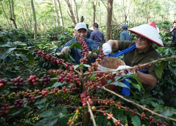 Java Coffee Siap Mendunia! Transformasi Kopi Ijen PalmCo Bikin BPK RI Angkat Topi