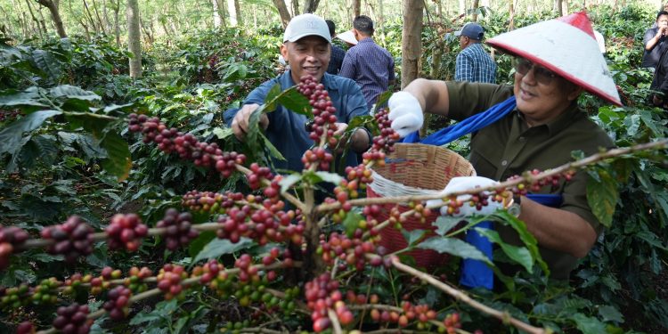Java Coffee Siap Mendunia! Transformasi Kopi Ijen PalmCo Bikin BPK RI Angkat Topi