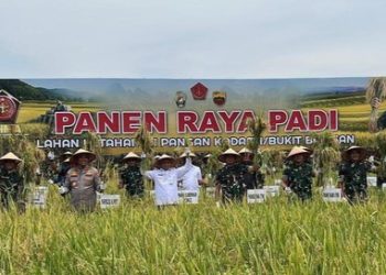 TNI Dukung Ketahanan Pangan, Panglima TNI Panen Raya di Deli Serdang Sumut