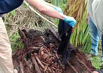 Heboh, Tulang Belulang Manusia Ditemukan Didalam Batang Pohon Aren di Serdang Bedagai