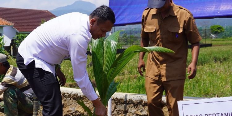 Dukung ketahanan Pangan Nasional Rutan Pemalang Tanam 30 Pohon kelapa Hybrida