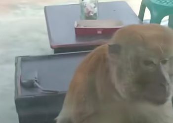 Bocah Usia 13 Tahun Nyaris Tewas Diserang Monyet Liar di Pangkalan Brandan