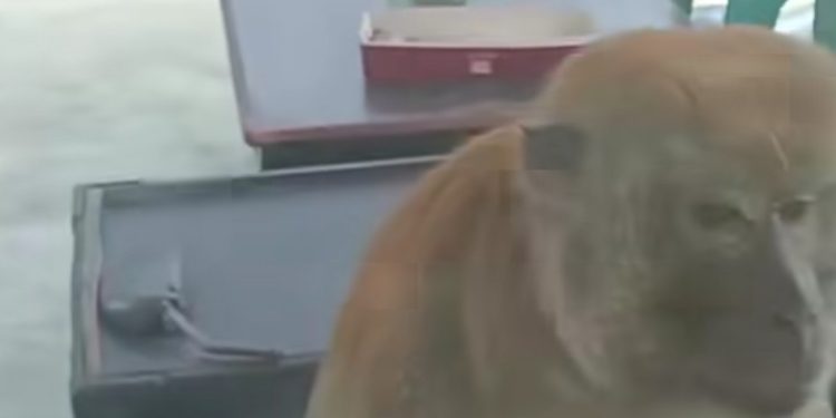 Bocah Usia 13 Tahun Nyaris Tewas Diserang Monyet Liar di Pangkalan Brandan