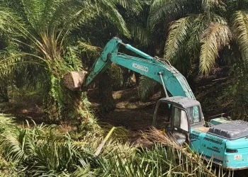 Dari Bahorok ke Tenggulun, Jejak Sawit Ilegal di TNGL Dimusnahkan