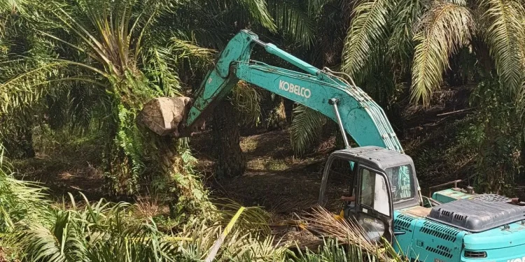 Dari Bahorok ke Tenggulun, Jejak Sawit Ilegal di TNGL Dimusnahkan