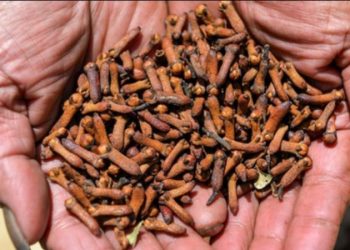 Pasca Temuan Udang-Cengkeh Tercemar Radioaktif, Amerika Serikat Terapkan Persyaratan Baru untuk Produk Indonesia