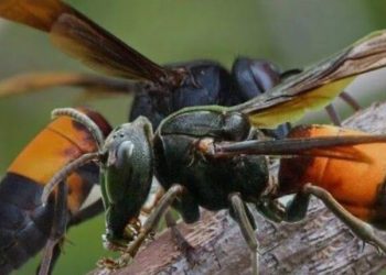 Serangan Tawon Vespa di Pemalang Memakan Korban Jiwa