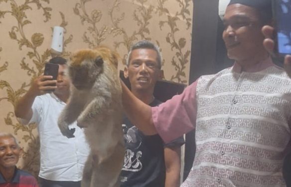 Teror Monyet Pangkalan Berandan Berakhir Diujung Senapan