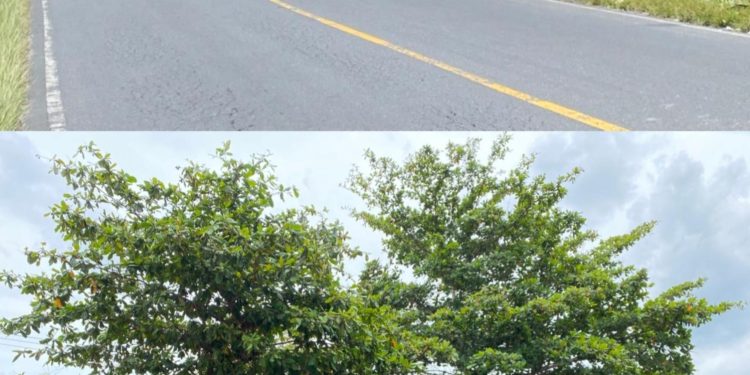 AMPB Minta Bupati Pasaman Barat Copot Kadis DLH Diduga Tutup Mata Sampah Menumpuk