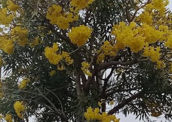 Percantik dan Hijaukan Kawasan Kota, Ribuan Pohon Tabebuya Ditanam Pemkab Pemalang