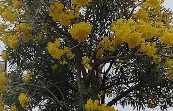 Percantik dan Hijaukan Kawasan Kota, Ribuan Pohon Tabebuya Ditanam Pemkab Pemalang