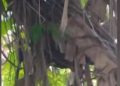Tewas Disengat Koloni Maut, Tragedi Daun Pisang di Medan