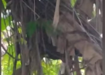 Tewas Disengat Koloni Maut, Tragedi Daun Pisang di Medan