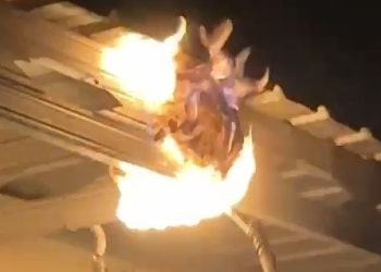 Ancam Keselamatan Warga,Sarang Tawon Sebesar Bola Basket Dibakar Tim Damkar Pemalang