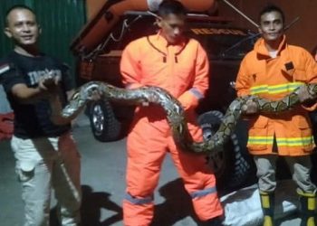 Jelang Musim Hujan Beberapa Jenis Ular Masuk Ke Permukiman ,Warga Diminta Waspada