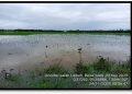 121 Hektare Sawah Masyarakat Pasaman Barat Terdampak Bajir, Capai Kerugian Ratusan Juta