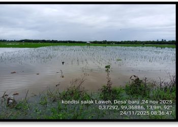 121 Hektare Sawah Masyarakat Pasaman Barat Terdampak Bajir, Capai Kerugian Ratusan Juta