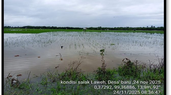 121 Hektare Sawah Masyarakat Pasaman Barat Terdampak Bajir, Capai Kerugian Ratusan Juta