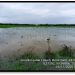 121 Hektare Sawah Masyarakat Pasaman Barat Terdampak Bajir, Capai Kerugian Ratusan Juta