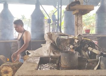 Harga Minyak Nilam Naik di Pasaman Barat, Angin Segar Bagi Penyuling dan Petani Nilam