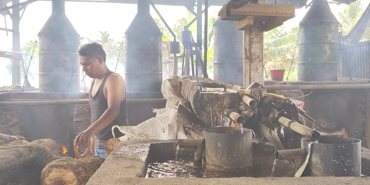 Harga Minyak Nilam Naik di Pasaman Barat, Angin Segar Bagi Penyuling dan Petani Nilam