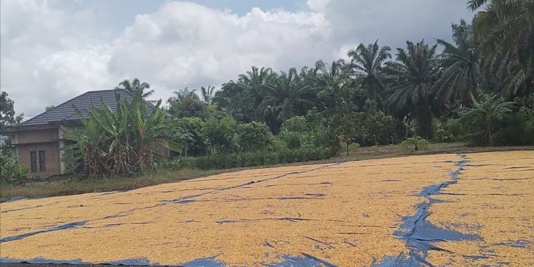 Harga Jagung Stabil Meski Sempat Turun Sebulan yang Lalu