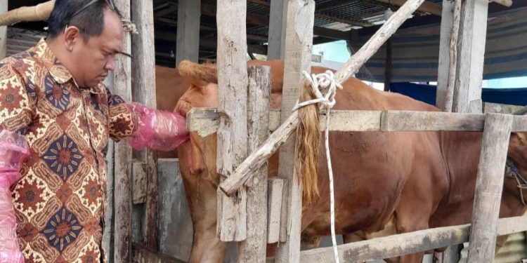 Revolusi Pembiakan Ternak di Humbahas, Distanak Genjot Inseminasi Buatan, Tekan Gangguan Reproduksi