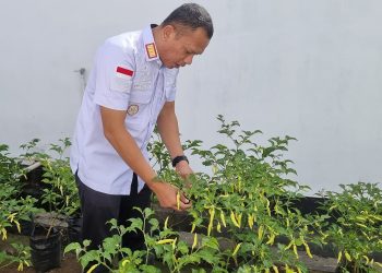 Panen Cabai di Rutan Pemalang, Bukti Keberhasilan Pembinaan Produktif WBP