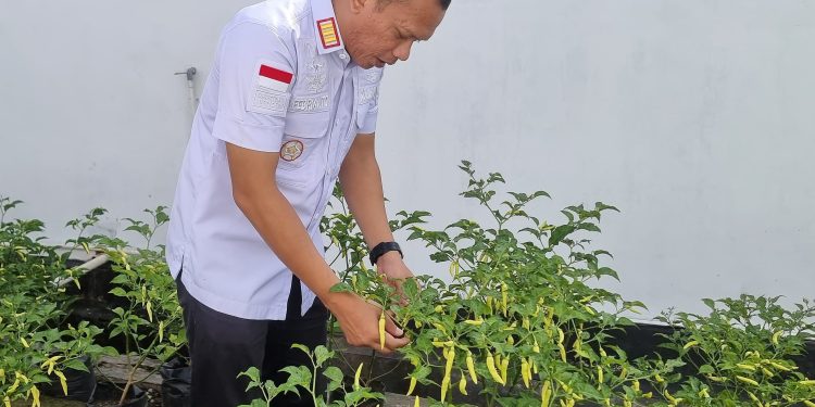 Panen Cabai di Rutan Pemalang, Bukti Keberhasilan Pembinaan Produktif WBP