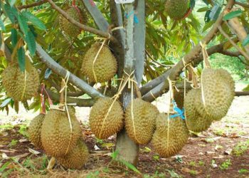 Durian Indonesia Melesat Jadi “Raja Baru” Dipanggung Global