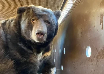 Beruang Masuk Mal, Pengunjung Panik Berlarian, Polisi Kerahkan Sengatan Maut