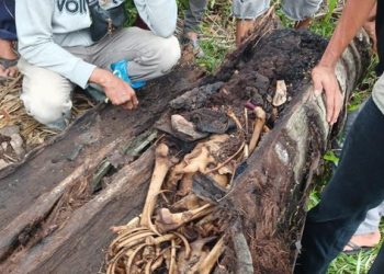 Polisi Ungkap Identitas Kerangka Manusia dalam Batang Aren, Misteri 2 Tahun yang Membeku Diperut Pohon