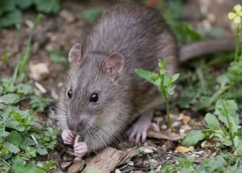Serangan Hama Tikus Merajalela di Pemalang, Petani Terancam Gagal Panen