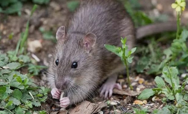 Serangan Hama Tikus Merajalela di Pemalang, Petani Terancam Gagal Panen