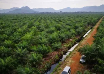 Kelapa Sawit Bukan Tameng Bencana, Hutan Tumbang, Banjir dan Longsor Datang