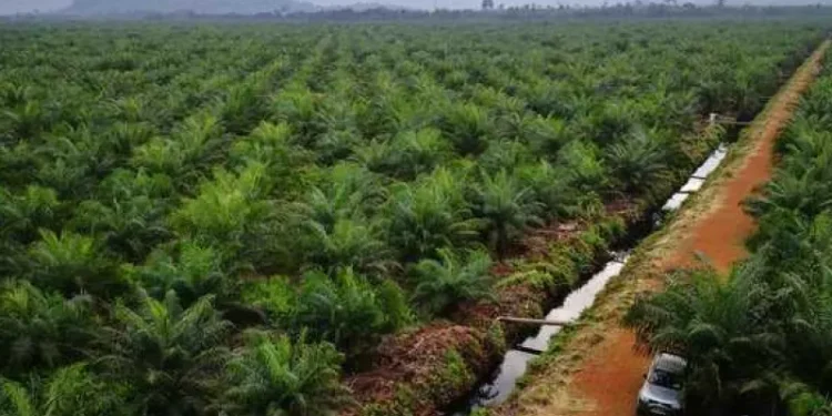 Kelapa Sawit Bukan Tameng Bencana, Hutan Tumbang, Banjir dan Longsor Datang